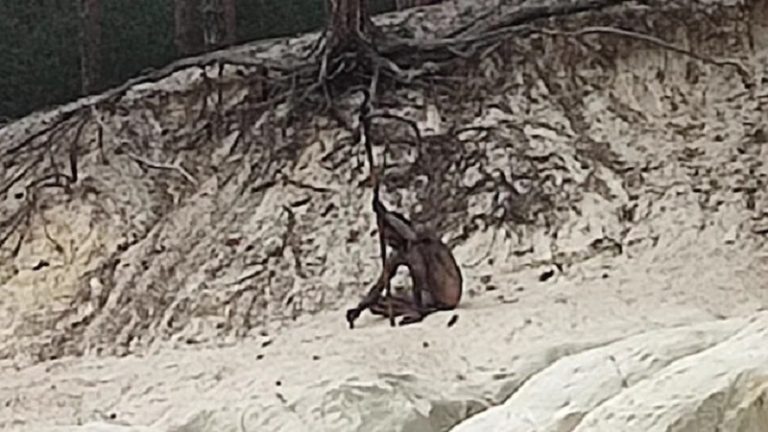 “الرجل الذئب” في ألمانيا.. خرج من كتاب التاريخ!