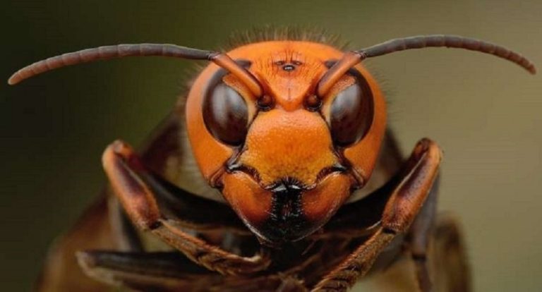 “الدبابير الآسيوية” ترعب بريطانيا!