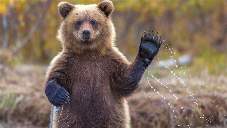 دب يقتحم مدرج مطار في اليابان!