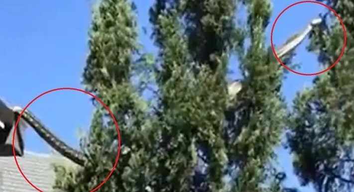 بالفيديو.. لحظة رعب بسبب ثعبان عملاق!