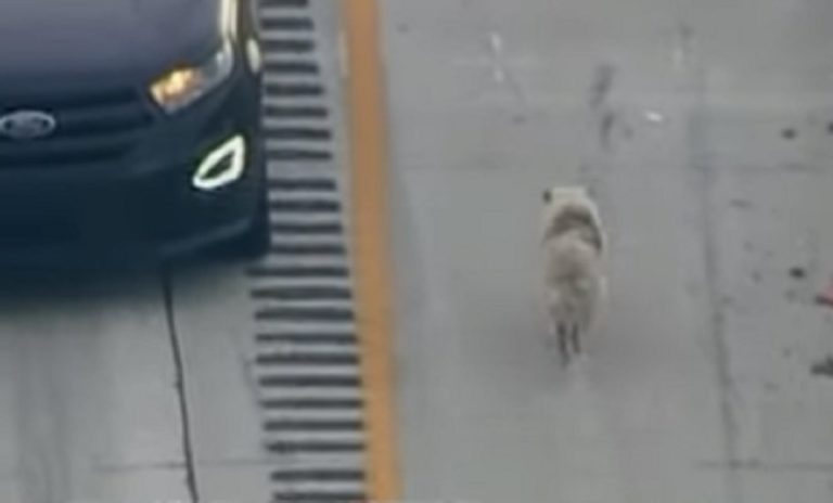 بالفيديو.. كلب يعطّل حركة السير في فيلادلفيا