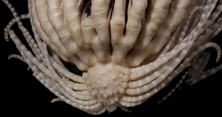 اكتشاف مخلوق غريب بـ20 ذراعاً