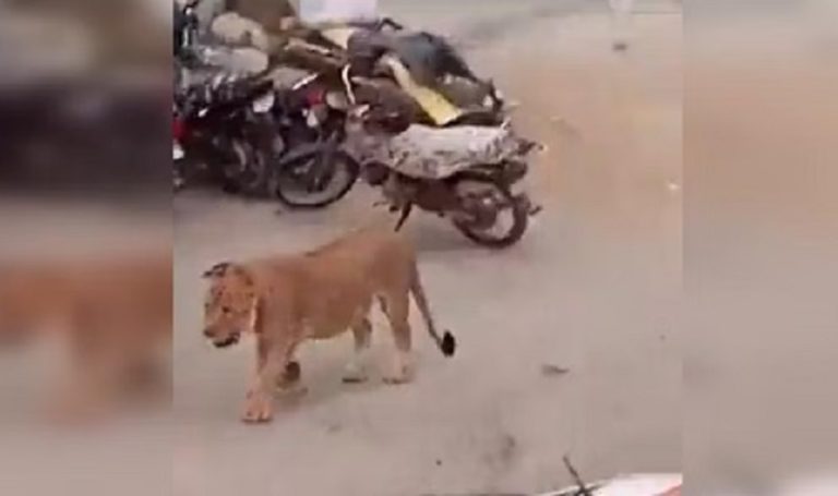 بالفيديو: أسد هارب يثير الذعر في باكستان!