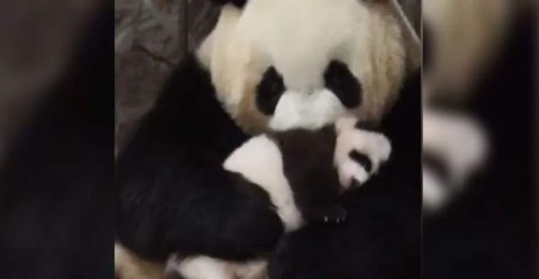 بالفيديو.. باندا تحضن صغيرها بعد علاجه بطريقة مؤثّرة!