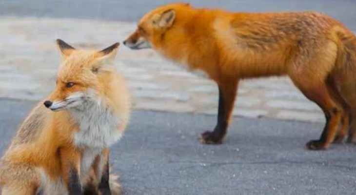 فنلندا تعلن الحرب على “الثعالب”!