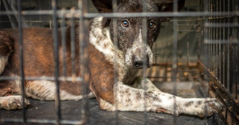 حراك في كوريا الجنوبية لمنع تناول لحوم الكلاب!