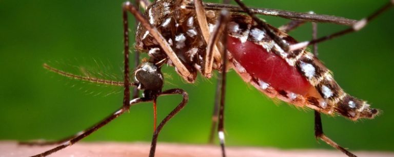 سلاح جديد لمواجهة الملاريا.. ما علاقة البعوض؟