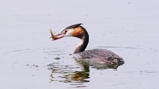 طائر يسقط سمكة.. فيقطع الكهرباء عن بلدة أميركية!