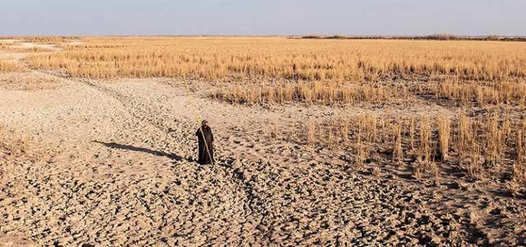 زراعة أرز العنبر مهدد في العراق