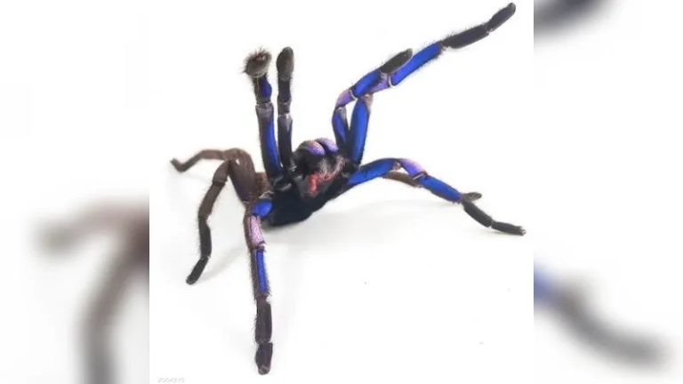 اكتشاف نوع شديد الندرة من العناكب!