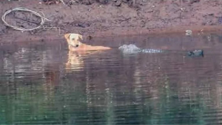 بالفيديو.. التماسيح تنقذ كلباً من كلاب شرسة!