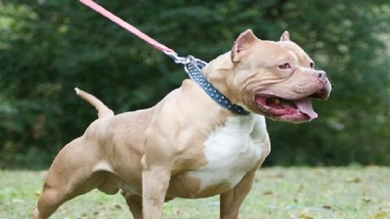 إصابات بسبب هجوم عنيف من كلب “بيتبول”