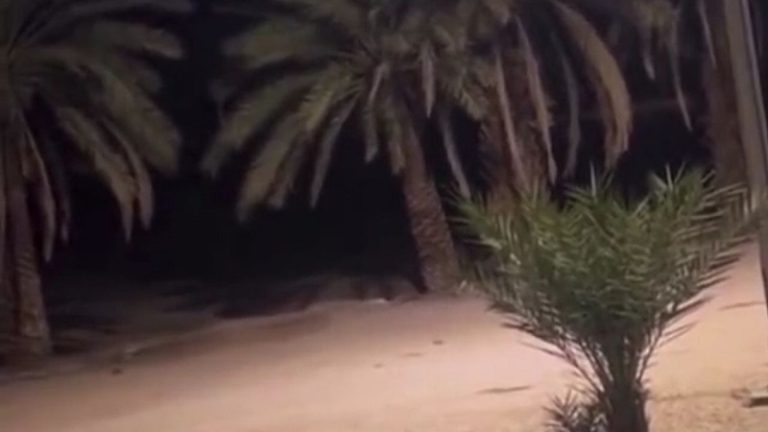 بالفيديو.. “أصوات مرعبة” قرب المنزل!