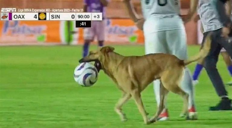 بالفيديو.. كلب يقتحم الملعب خلال مباراة لكرة القدم!