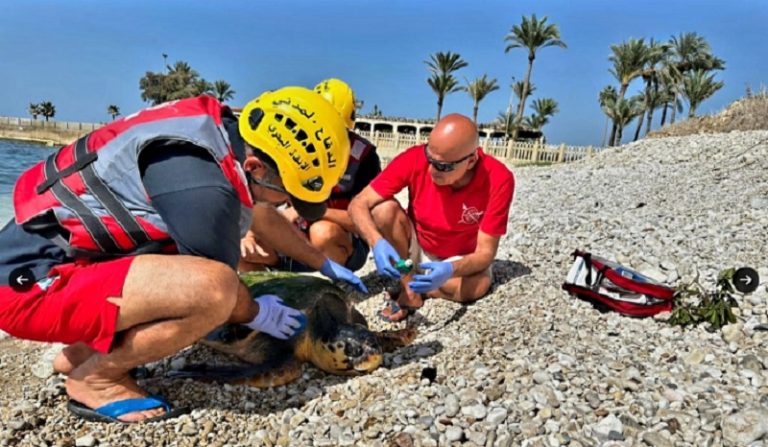 إنقاذ سلحفاة اصطدم رأسها بمروحة زورق