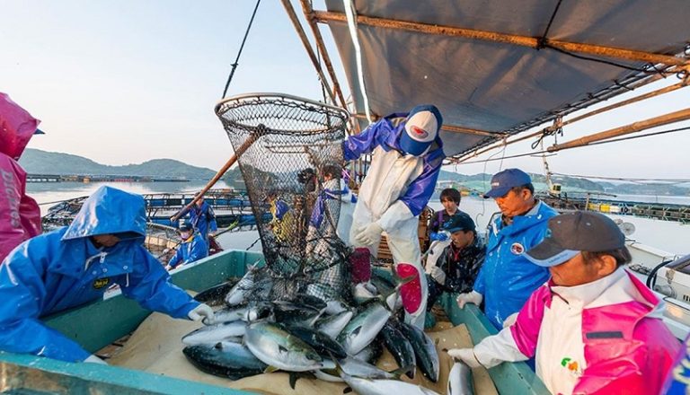 بعد تصريف مياه فوكوشيما..اليابان تعزز دعم قطاع الصيد