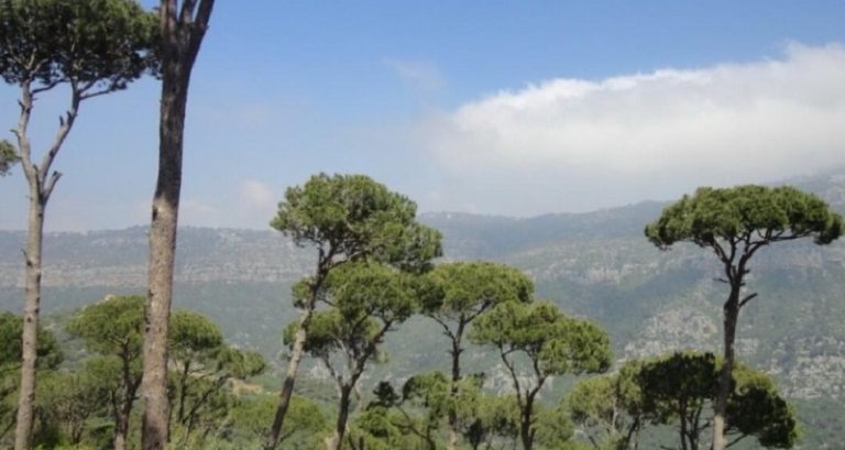 في عاليه.. سممت زوجها وحرقت جثته بالأسيد