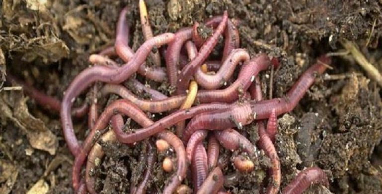 ديدان الأرض تساهم في الإنتاج الزراعي