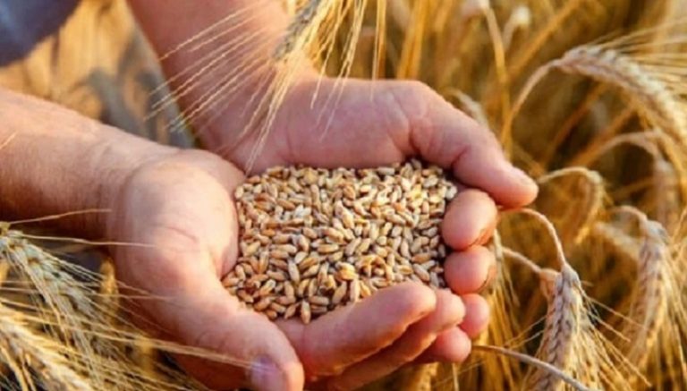 أوكرانيا تقاضي 3 دول أوروبية بسبب حظر استيراد الحبوب