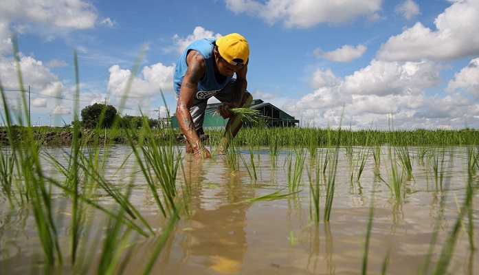 أسعار الأرز في أعلى مستوياتها منذ 15 عاماً