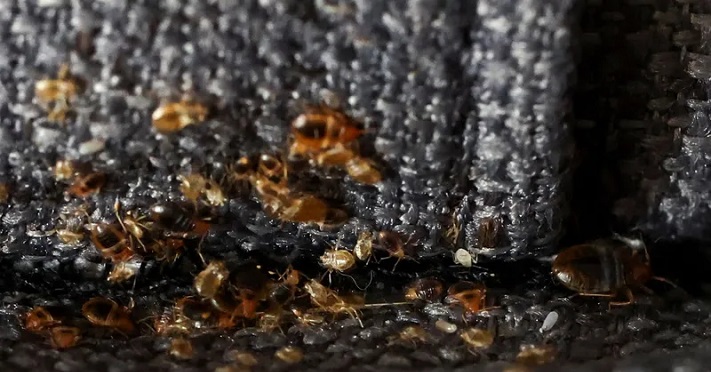 بالفيديو.. “البق” يغزو باريس!