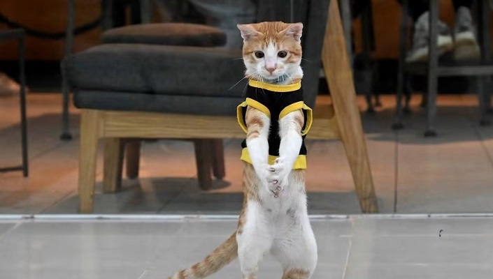 بالصور.. قطط بمهام أمنية في الفيليبين؟!