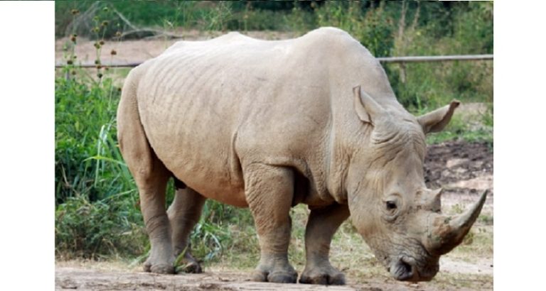 وحيد قرن يقتل حارسة!