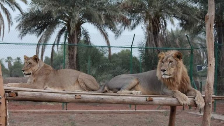 إجلاء 23 أسداً من السودان