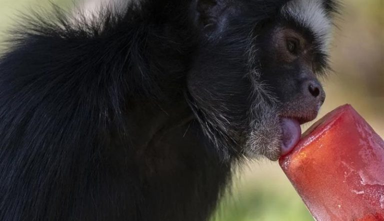 بالفيديو.. حديقة تقدم لحيواناتها مثلجات!