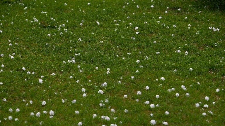 بالفيديو: البرَد بحجم كرة!