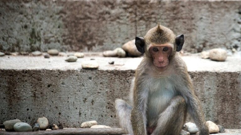 قرود المكاك تعود إلى شوارع نيودلهي