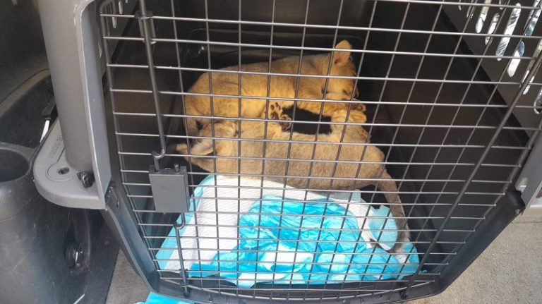 مصادرة كمية كبيرة من الحيوانات والطيور