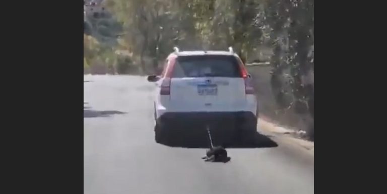 بالفيديو.. تعذيب كلب بطريقة بشعة