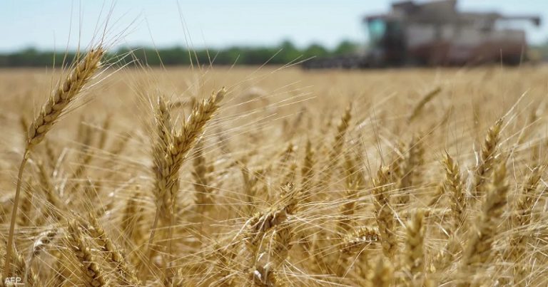 لتعويض النقص المحلي.. المغرب يعتزم استيراد مليوني طن قمح