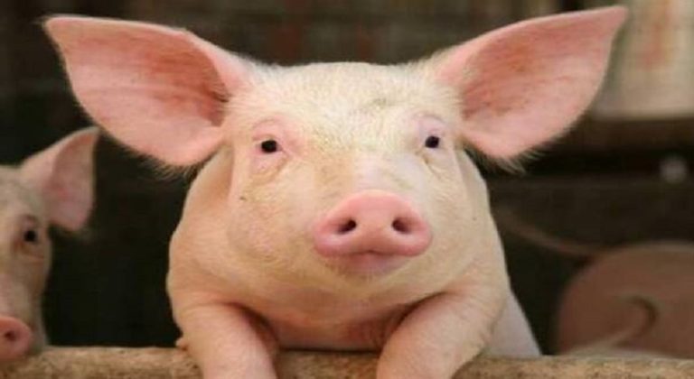 كلية خنزير في جسم انسان!