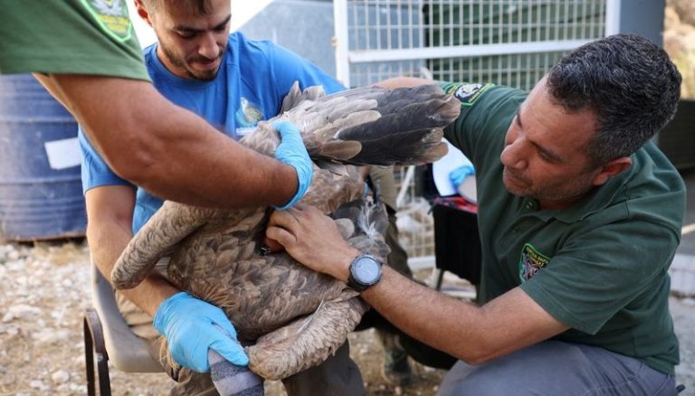 لزيادة أعدادها.. قبرص تطلق نسوراً مهددة بالإنقراض