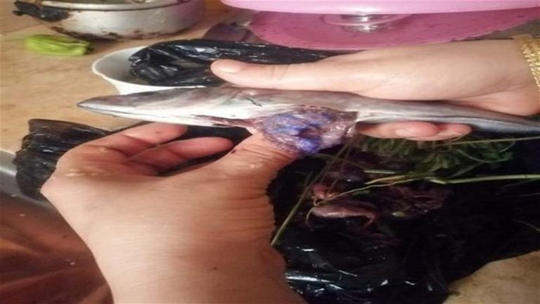 ما هي خطورة “المادة الزرقاء” داخل أحشاء الأسماك؟