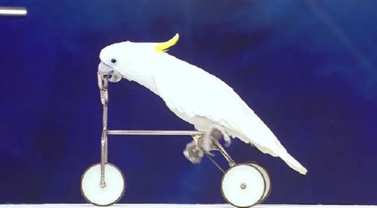 بالفيديو.. ببغاء يقود دراجة!