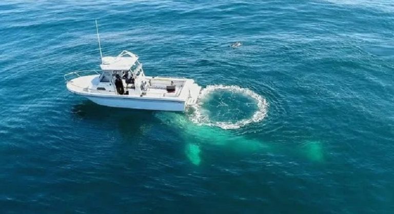 حوت يصطدم بقارب ويوقع قتيلاً