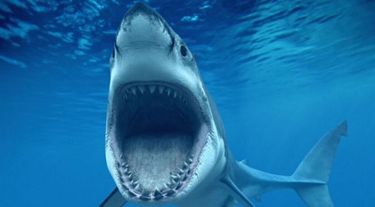 بالصور.. تعرُض حياته للخطر بسبب “قرش”!