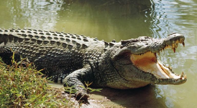 بالفيديو.. القبض على عشرات التماسيح الهاربة في الصين