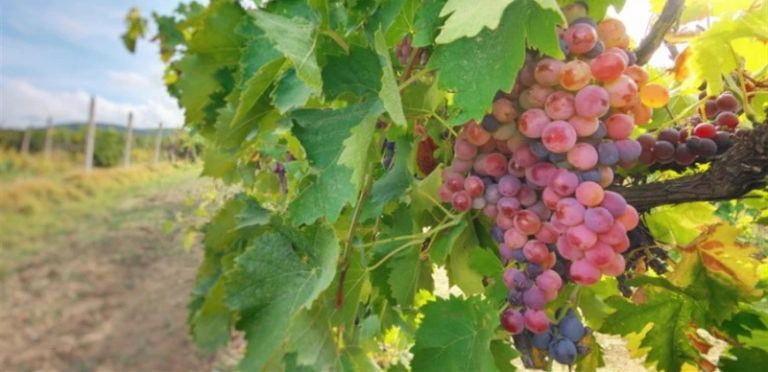 طلب لـ “الأبحاث الزراعية” من مزارعي الكرمة