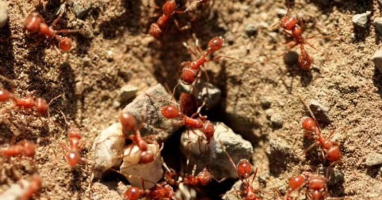 بالفيديو.. “النمل الأحمر” يغزو أوروبا بأعداد مخيفة!