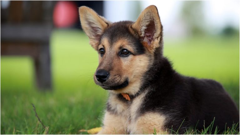 وفاة أوسترالية بعضة جرو