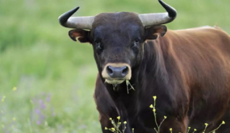 بالفيديو.. سقط عن الثور وكسر رقبته!