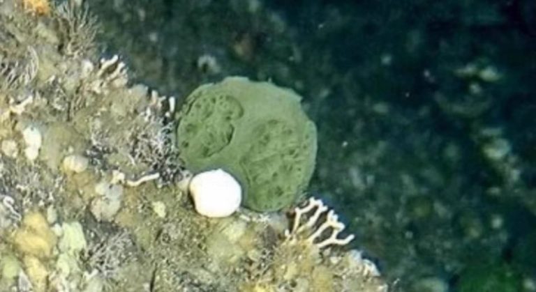 بكتيريا جديدة في أعماق المحيط!