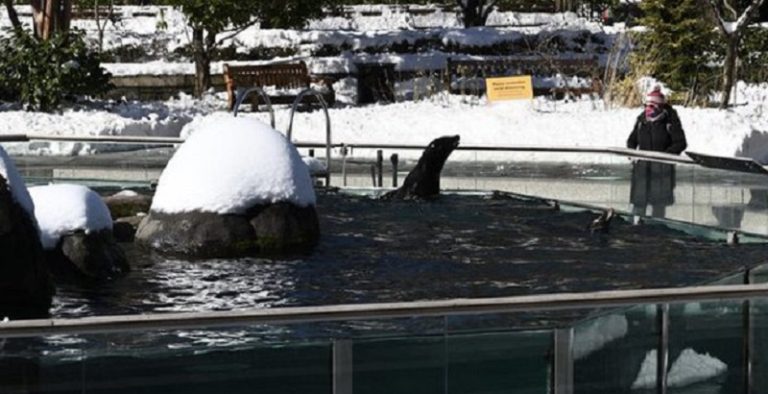 بالفيديو: هروب أسد بحر من قفصه بسبب فيضانات نيويورك