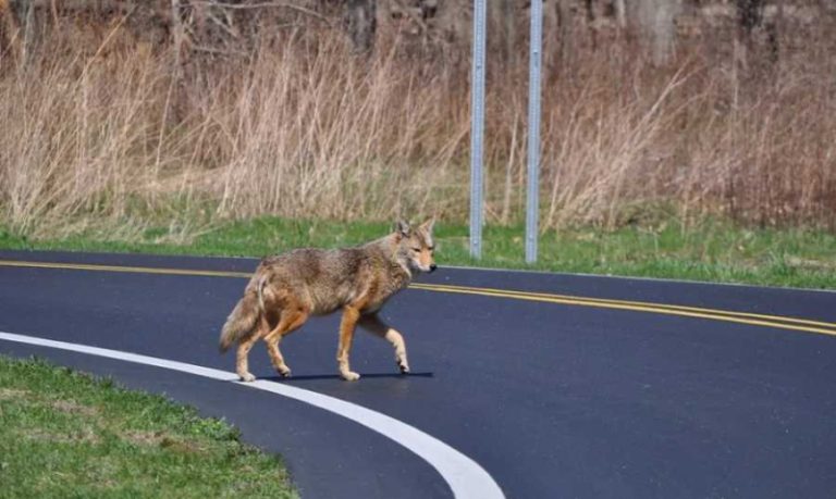 الذئاب تهدّد أوروبا!