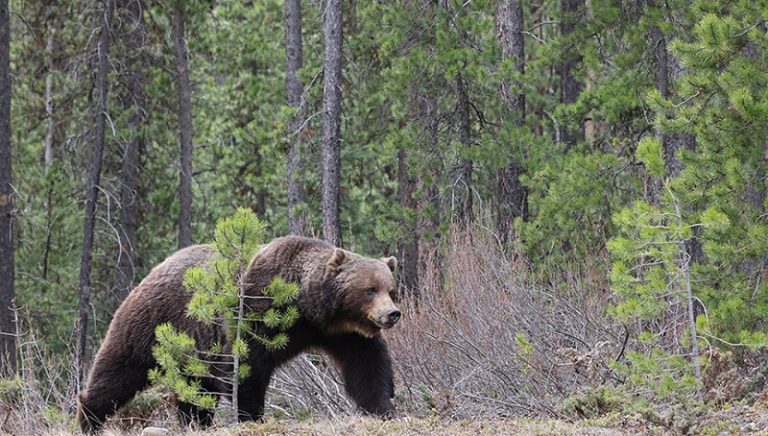 مقتل شخصين في كندا على يد دب!