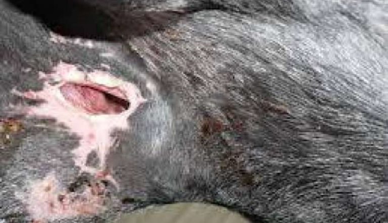 نجاة سيدة أسترالية من “الساق السوداء”